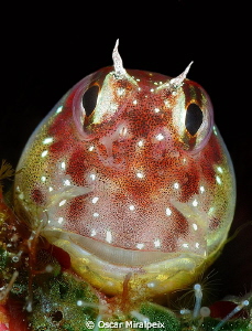Rounded face Blenny by Oscar Miralpeix 